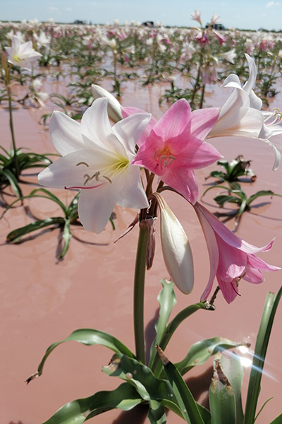 Sandhof Lilies