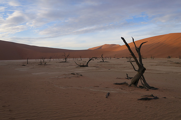 Camelthorn Trees Dead Vlei