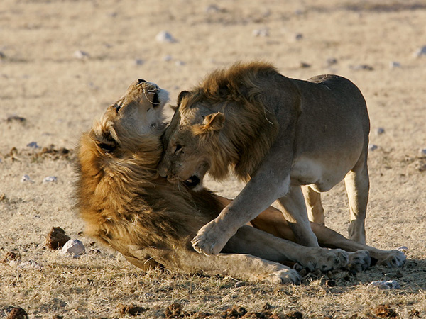 Lions in Chobe National Park