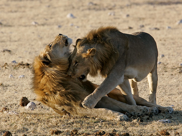 Chobe National Park