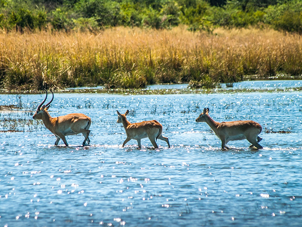 Lechwe Antelope