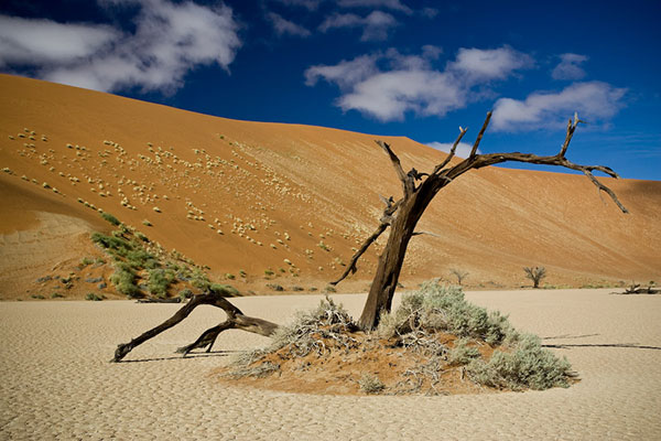 Deadvlei