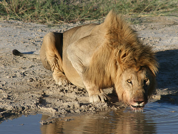 Lion at Waterhole