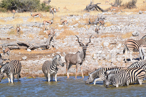 Etosha Waterhole