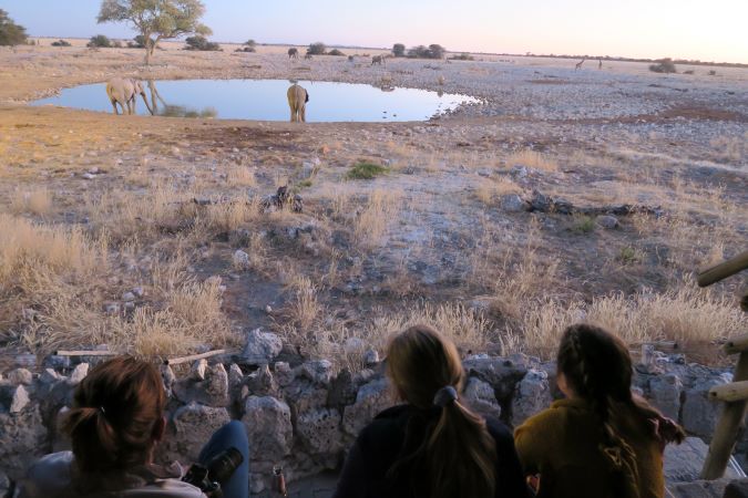 Lion at Waterhole