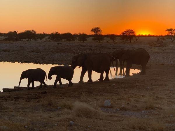 Lion at Waterhole